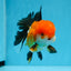 A Grade Tricolor Oranda Male 5 inches #0830OR_19