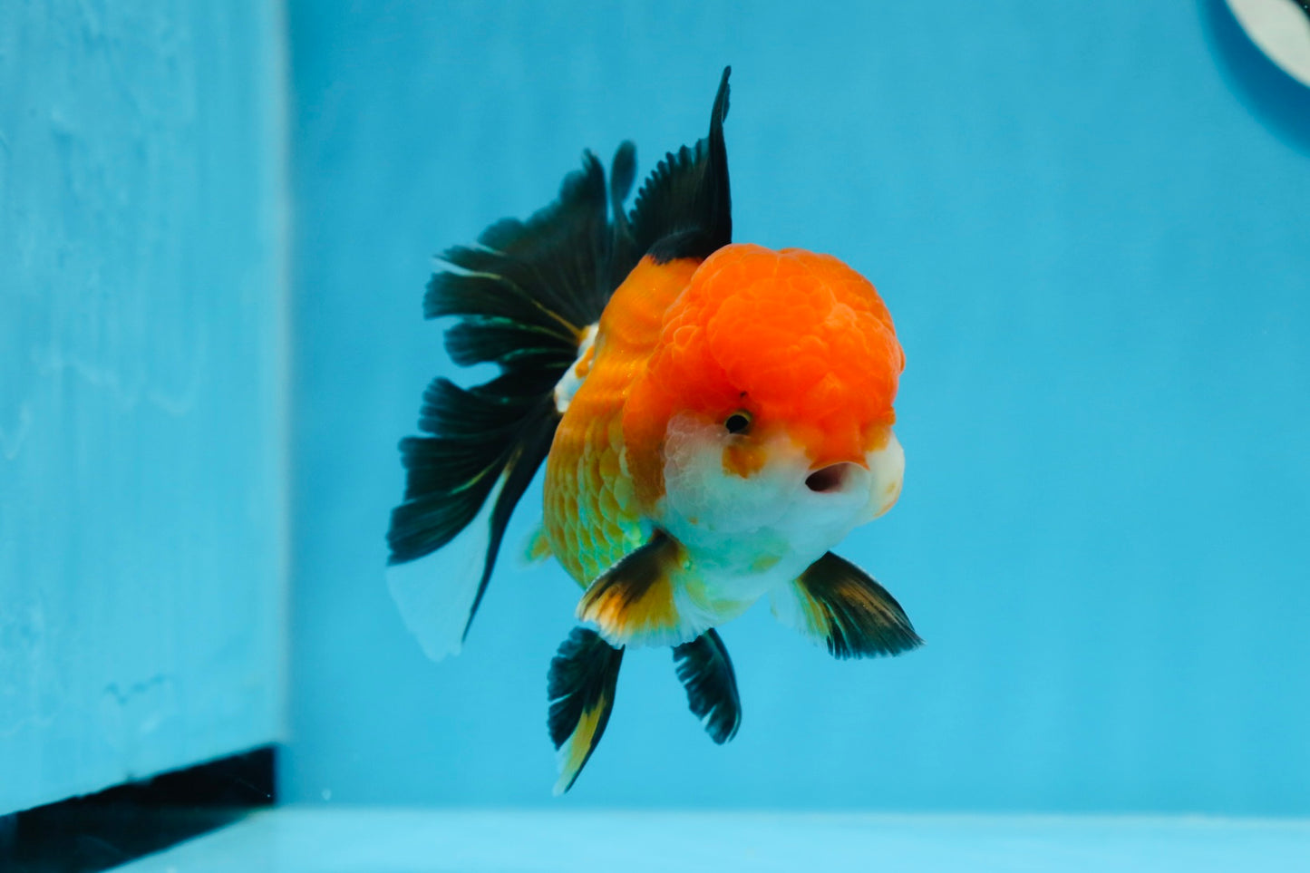 A Grade Tricolor Oranda Male 5 inches #0830OR_19