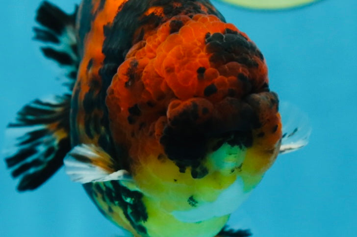 AAA Grade Tiger Female LionKing 5 inches #060625LC_06