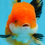 A Grade Tricolor Oranda Female 4.5 inches #0906OR_24