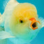 BEAUTY A Grade White Oranda Male 6 inches #070626OR_12