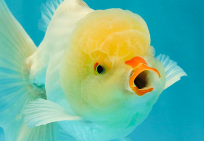 BEAUTY A Grade White Oranda Male 6 inches #070326OR_12
