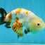 Sakura Chinese Ranchu Female 4.5 inches #121225RC_05
