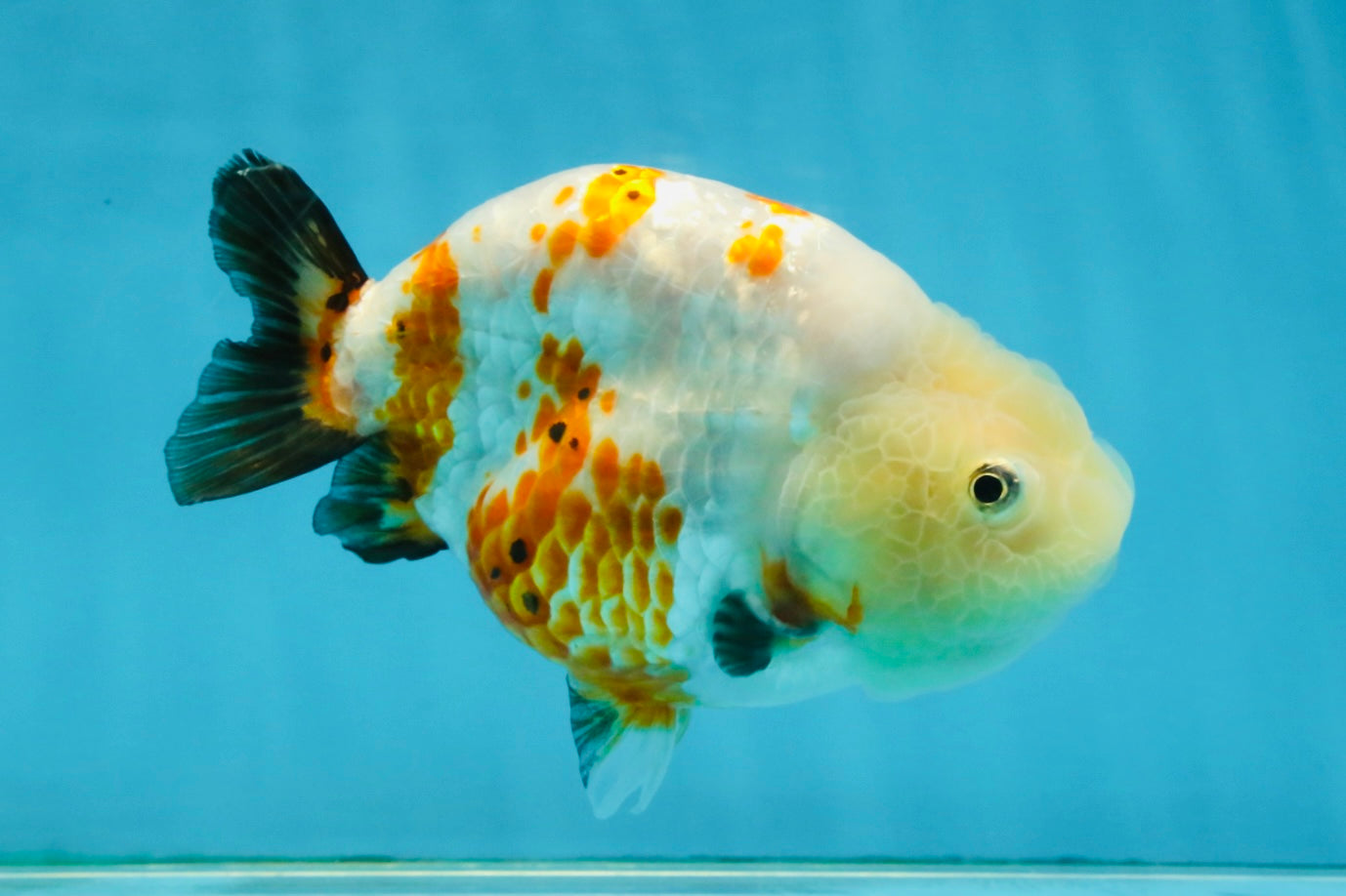 Sakura Chinese Ranchu Female 4.5 inches #121225RC_05