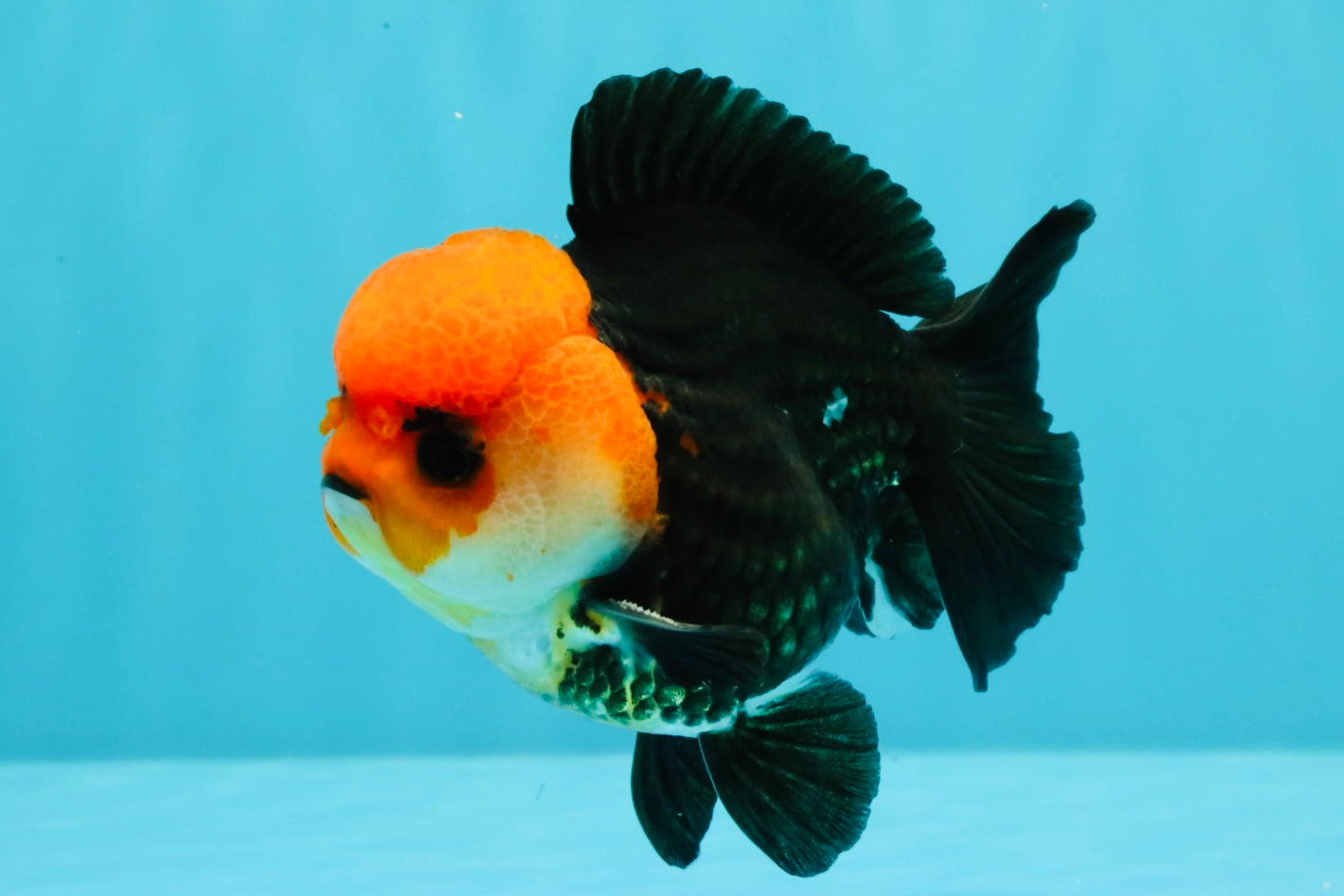 A Grade Red Head Button Eyes Tricolor Yuanbao Male 4-4.5 inches #031326YB_16