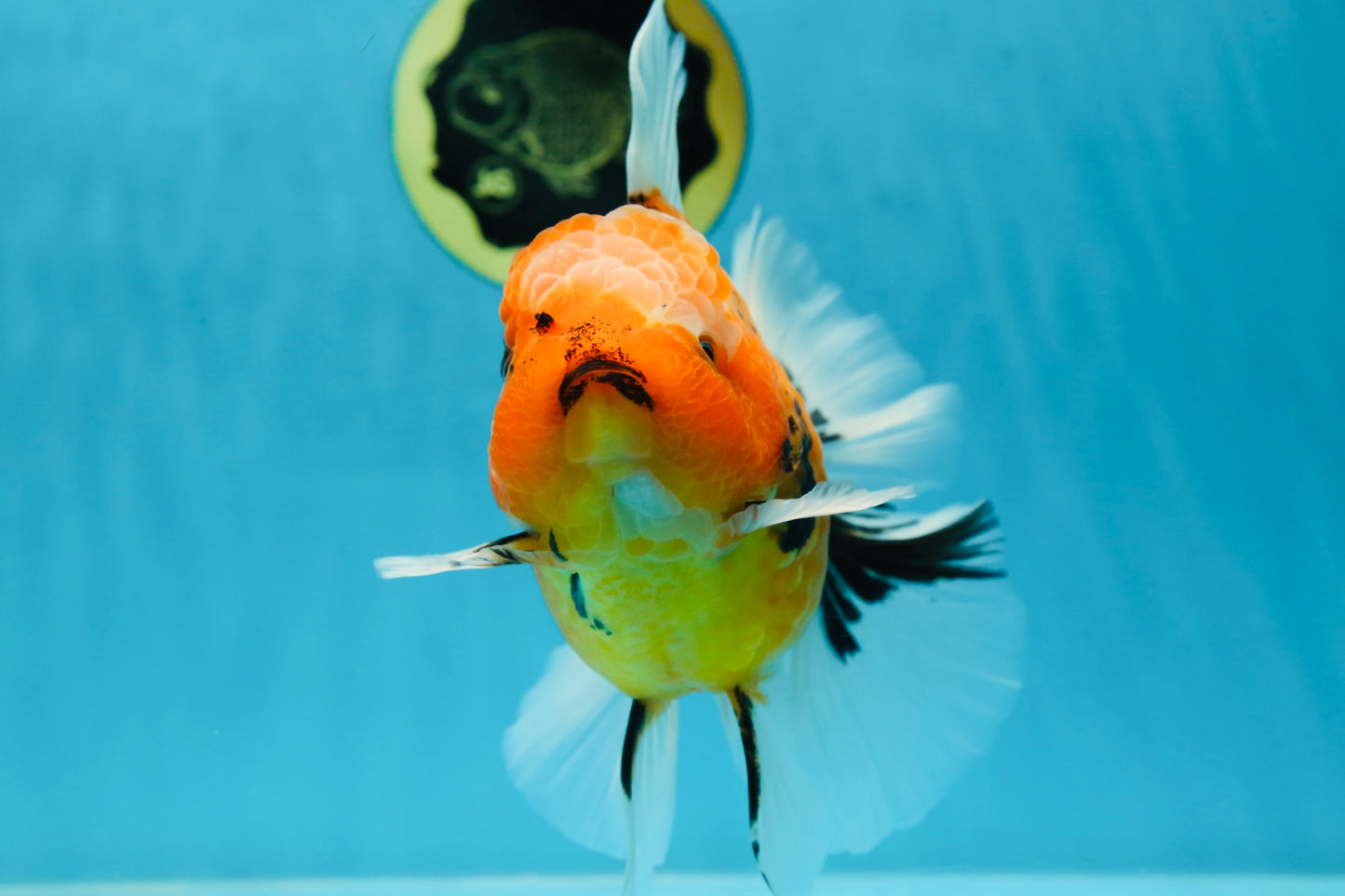 AAA Grade TOP Tiger Oranda Female 6-6.5 inches #051625OR_16