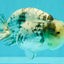 White Tiger Ranchu Female 5-5.5 inches #102326RC_04