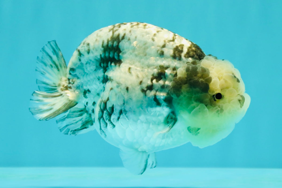 White Tiger Ranchu Female 5-5.5 inches #102326RC_04