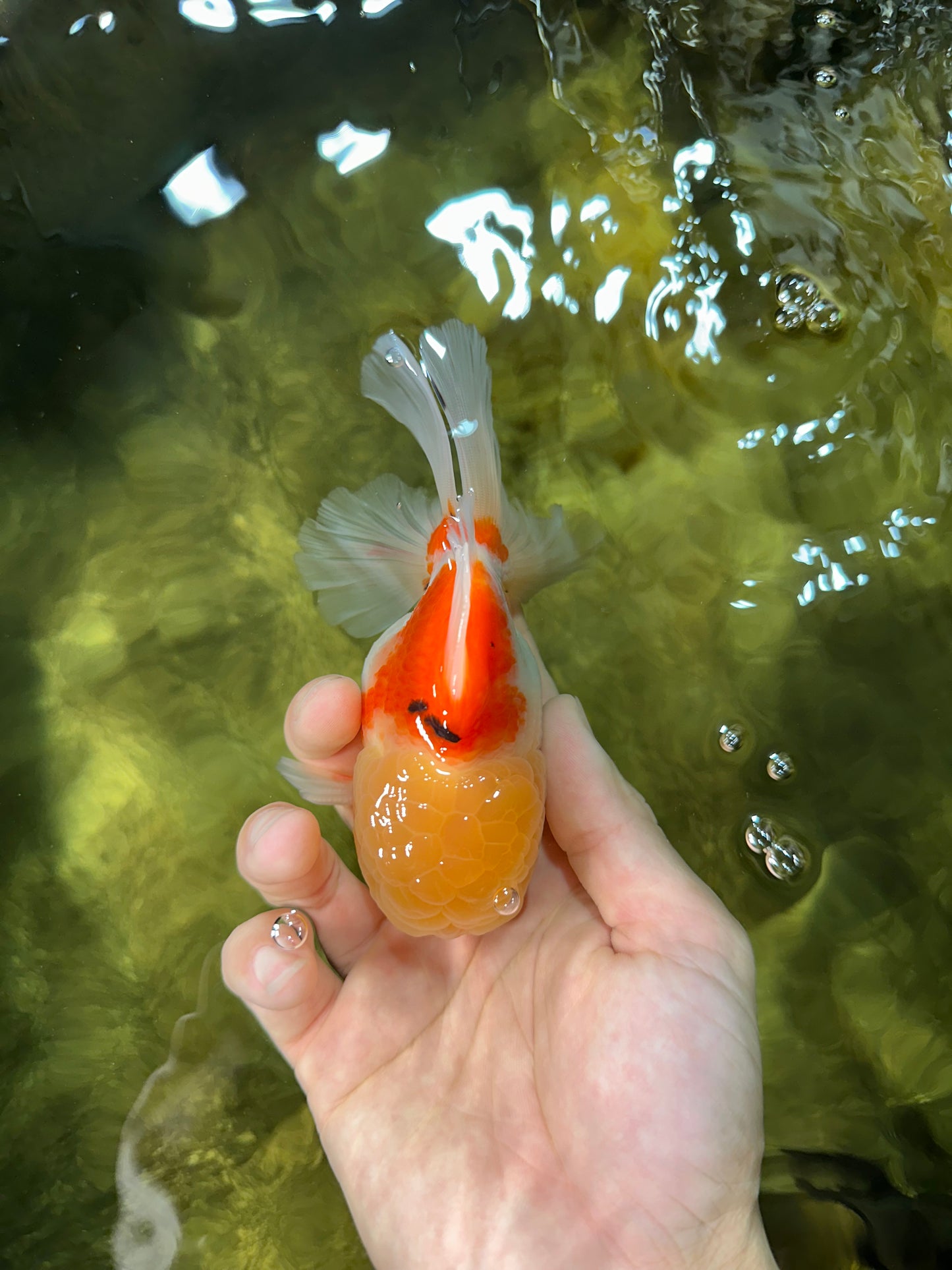 AAA Grade Sakura Oranda Male 4.5 inches #050925OR_52
