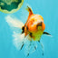 A Grade Marble Oranda Male 6 inches #072426OR_14