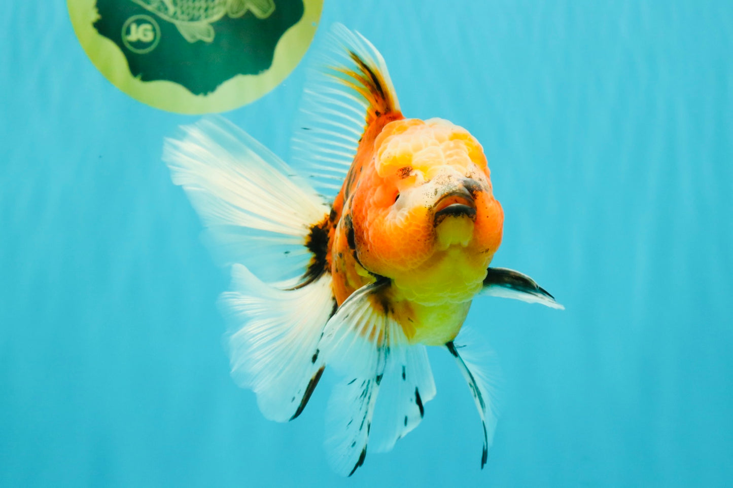 A Grade Marble Oranda Male 6 inches #072426OR_14