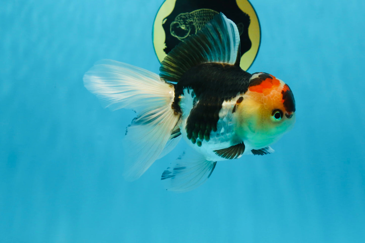A Grade Tricolor Oranda Female 5 inches #080125OR_32