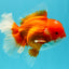 ANGER AAA Grade Red White Oranda Male 6 inches #032026OR_09