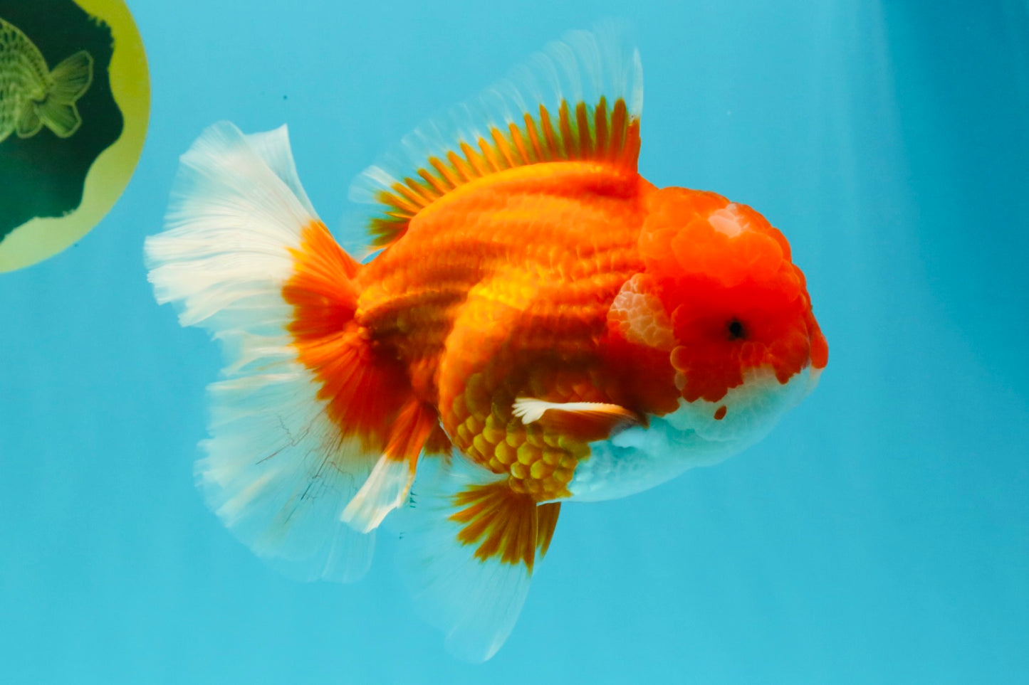 ANGER AAA Grade Red White Oranda Male 6 inches #032026OR_09