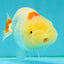 Red White LionChu Female 4.5-5 inches #050826LC_17