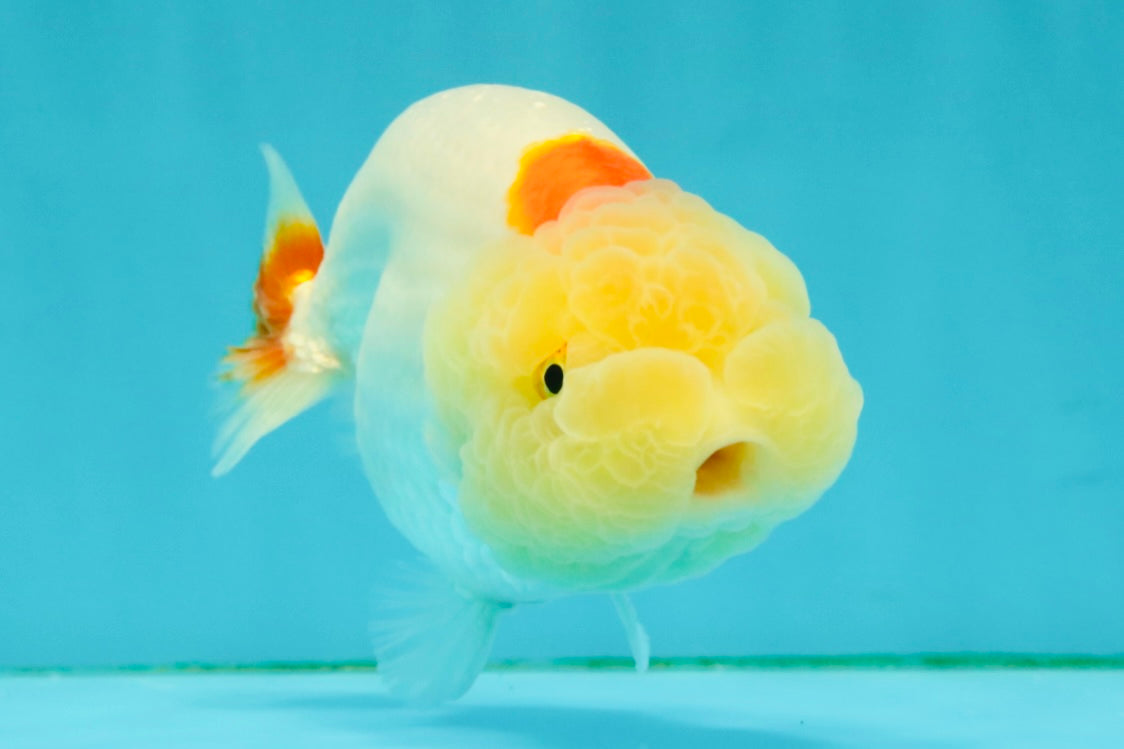 Red White LionChu Female 4.5-5 inches #050826LC_17