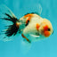 A Grade Marble Oranda Male 5-5.5 inches #061926OR_24