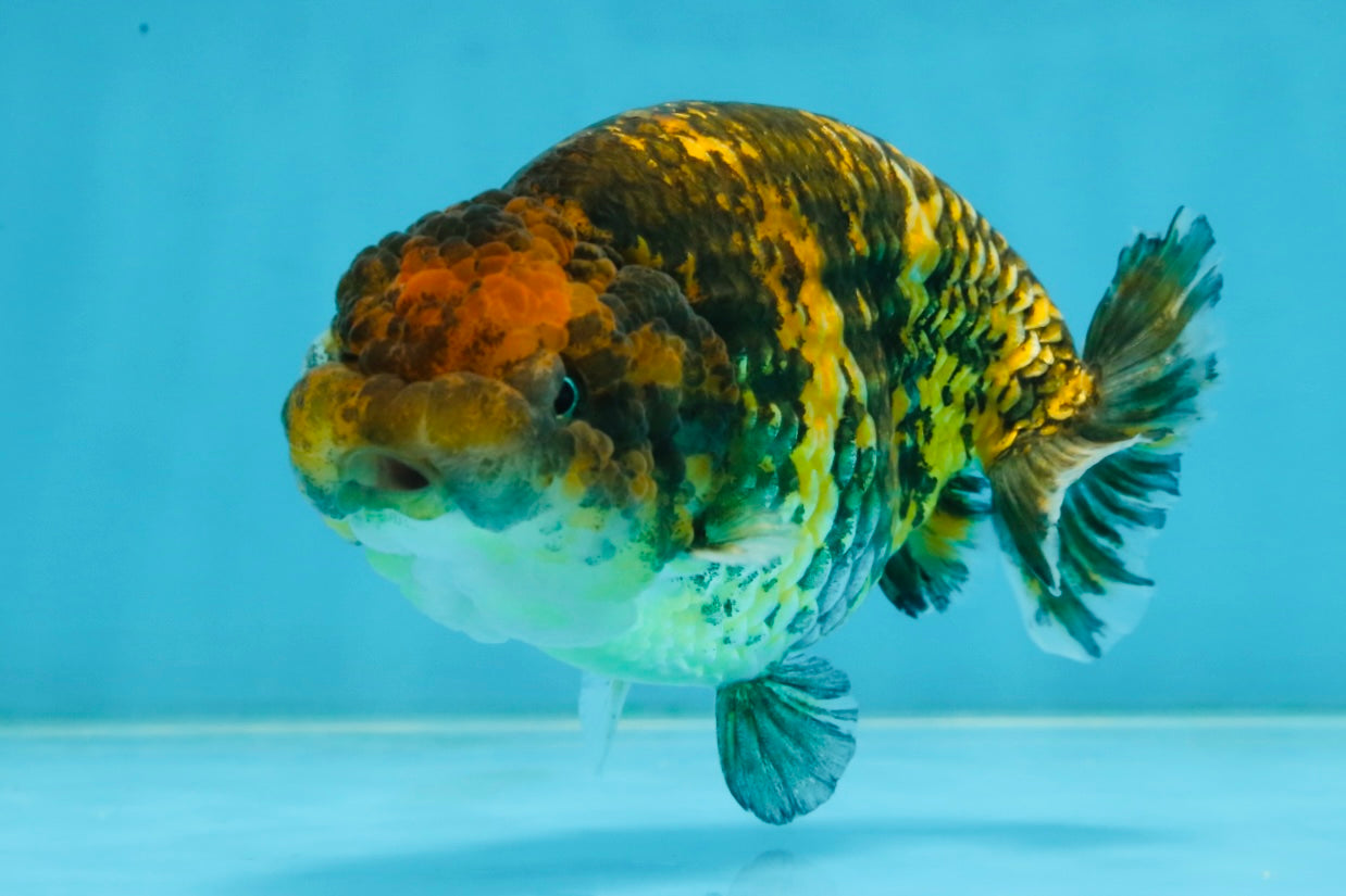 A Grade Tiger LionQueen 5 inches #101025LC_16