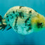 White Tiger Ranchu Male 5 inches #072426RC_34
