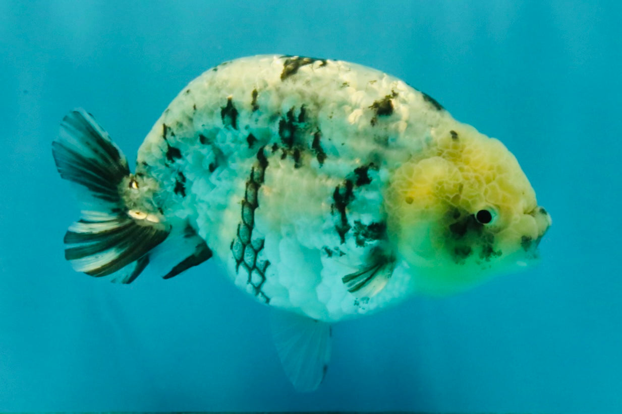 White Tiger Ranchu Male 5 inches #072426RC_34