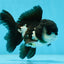 A Grade Panda Oranda Male 4.5 inches #050225OR_11