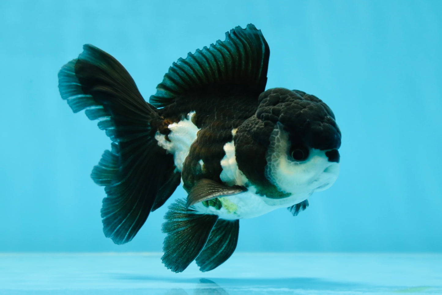 A Grade Panda Oranda Male 4.5 inches #050225OR_11