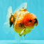 Calico Yuanbao Male 4.5-5 inches #073126YB_15