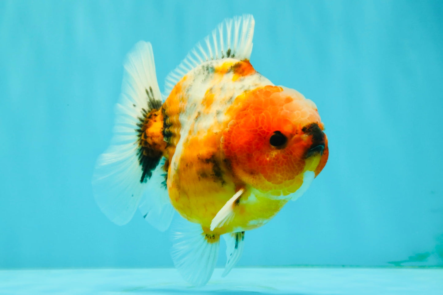 Calico Yuanbao Male 4.5-5 inches #073126YB_15