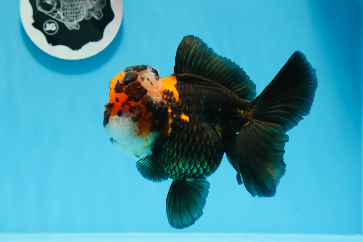 AAA Grade Bull Dog Lava Head  Oranda Female 5.5 inches #0719OR_07