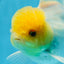 A Grade Lemonhead Oranda Male 5-5.5 inches #091925OR_03