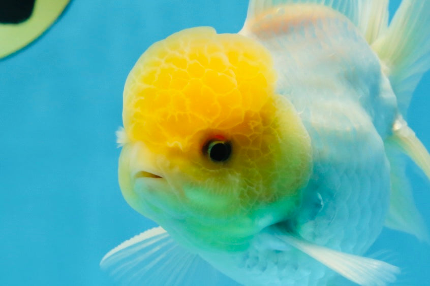 A Grade Lemonhead Oranda Male 5-5.5 inches #091925OR_03