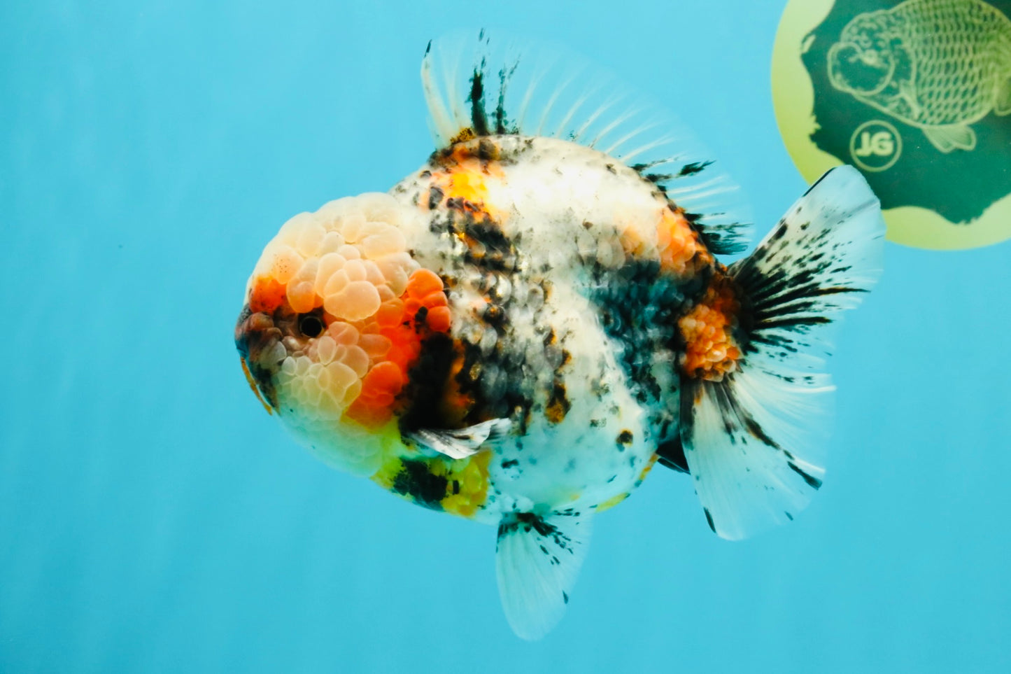 FLUFFY AAA Grade Marble Calico Yuanbao Male 5.5-6 inches #032026YB_20