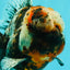 A Grade Real Calico Oranda Male 5.5 inches #062626OR_32