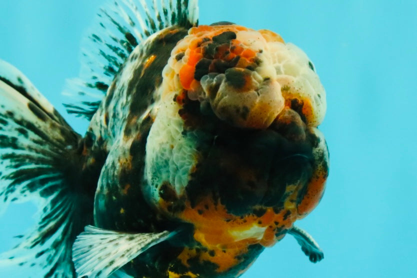 A Grade Real Calico Oranda Male 5.5 inches #062626OR_32