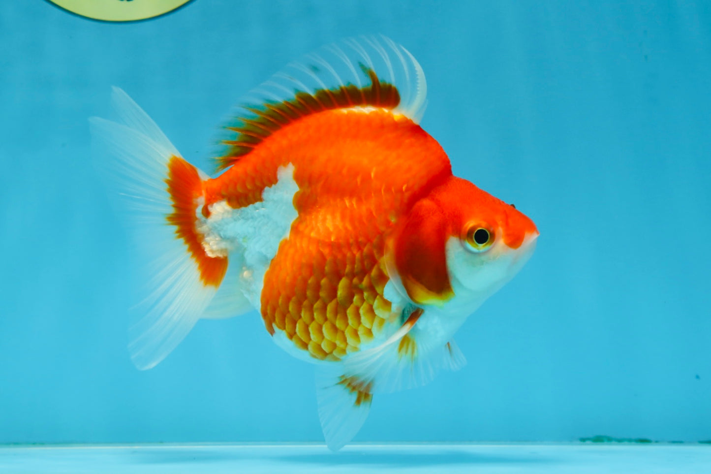 A Grade Red White Ryukin Female 5 inches #071125RK_20