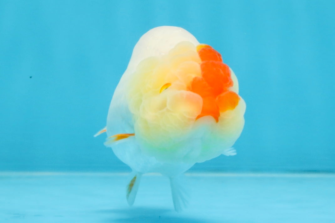 AAA Grade Red White LionQueen 4 inches #103125LC_28