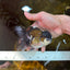 Panda Oranda Male 4.5 inches #081525OR_20