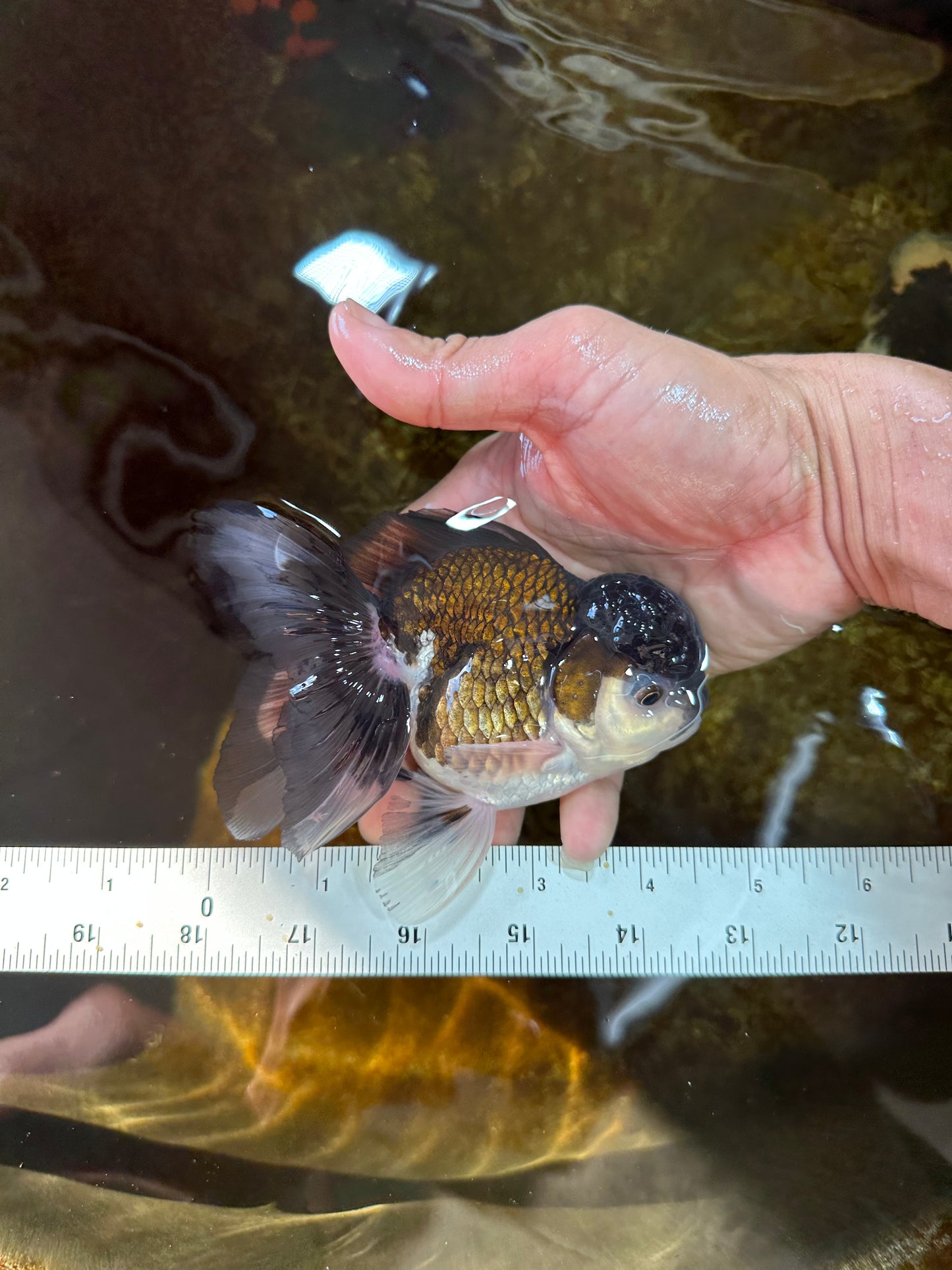 Panda Oranda Male 4.5 inches #081525OR_20
