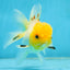 A Grade White Oranda Female 5 inches #062725OR_25