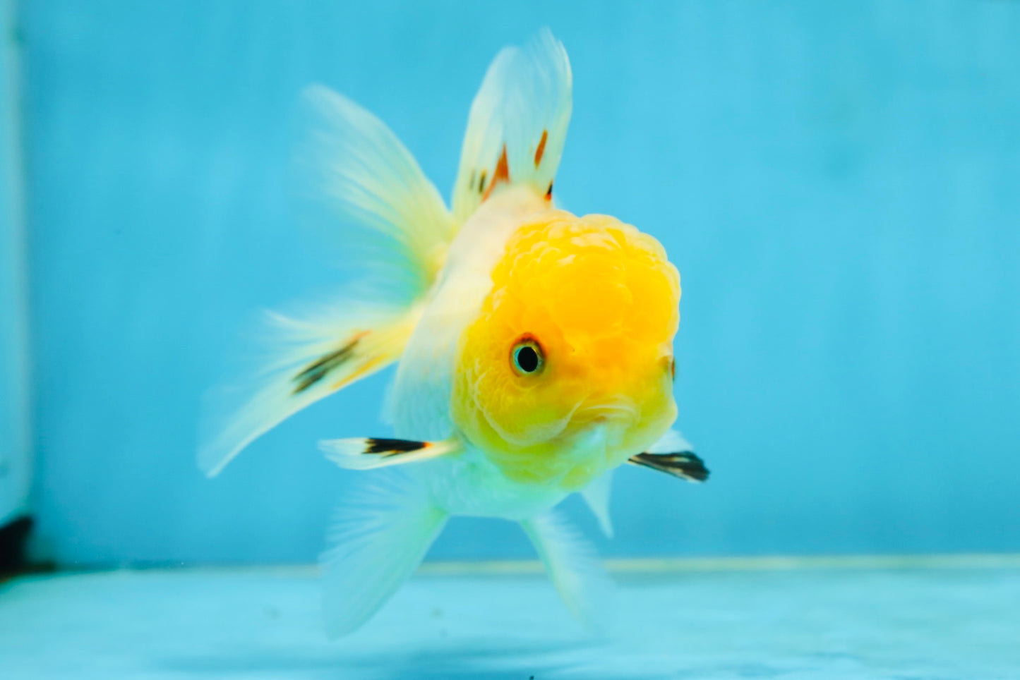 A Grade White Oranda Female 5 inches #062725OR_25