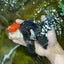 AAA Grade Tricolor Oranda Male 6 inches #052325_12