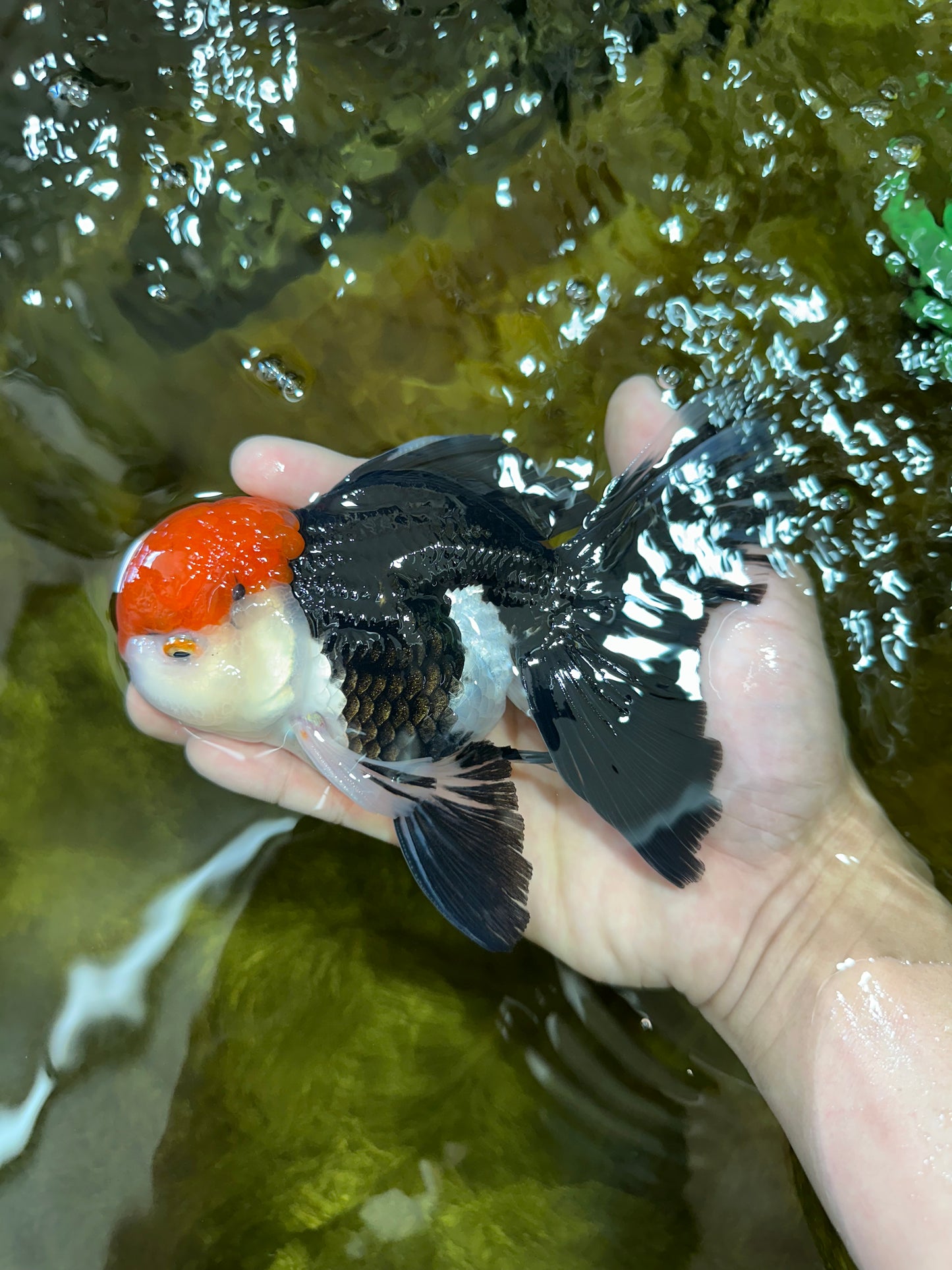 AAA Grade Tricolor Oranda Male 6 inches #052325_12