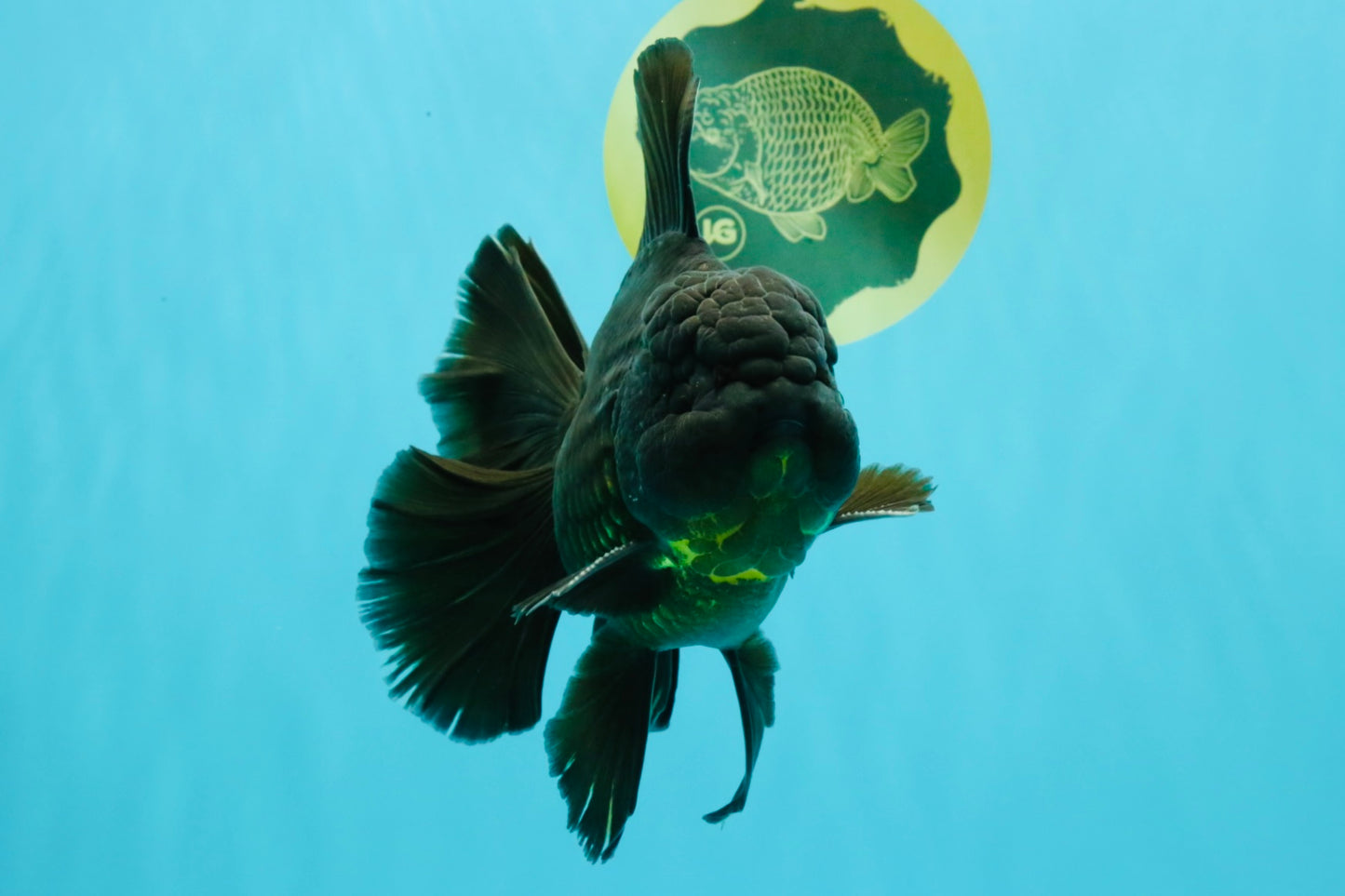 AAA Grade Godzilla Black Copper Oranda Male 7 inches #032026OR_01