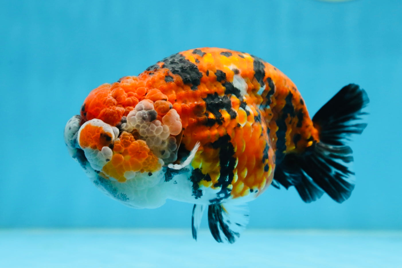 RARE AAA Grade Special Tricolor Tiger LionQueen 5.5 inches #082225LC_01