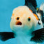 A Grade Tricolor Oranda Female 5-5.5 inches #081525OR_29