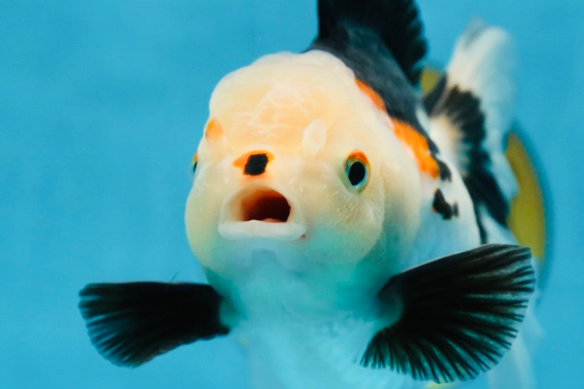 A Grade Tricolor Oranda Female 5-5.5 inches #081525OR_29