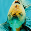 A Grade Marble Oranda Male 6.5-7 inches #072426OR_09