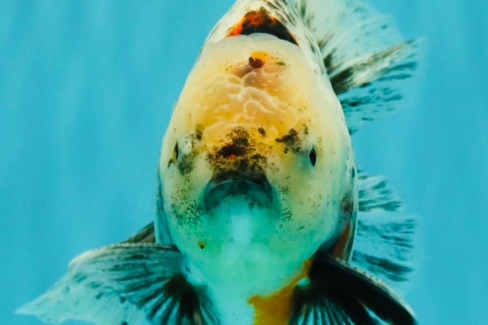 A Grade Marble Oranda Male 6.5-7 inches #072426OR_09