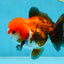 A Grade Pompom Tricolor Yuanbao Male 4.5 inches #052325YB_29