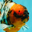 CHUNKY AAA Grade Calico Oranda Male 6-6.5 inches #070626OR_17